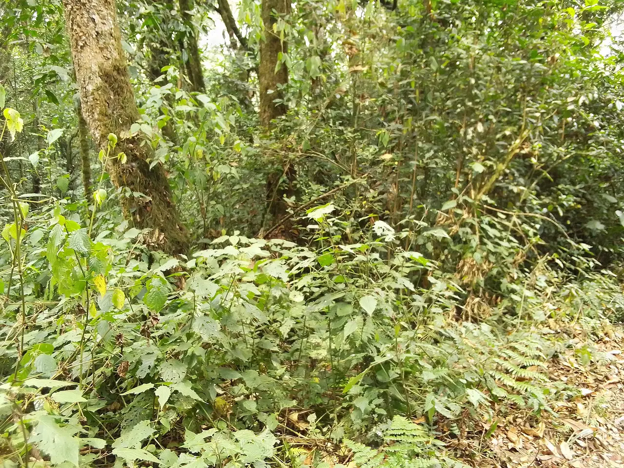 3 jours : forêt de la Kibira et collines de thé