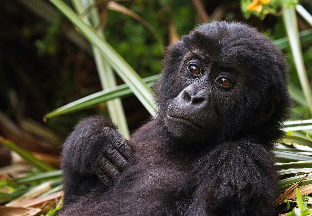 An eastern lowland gorilla in Kahuzi-Biega