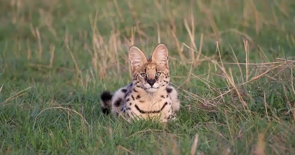 Serval resting in tall grass
