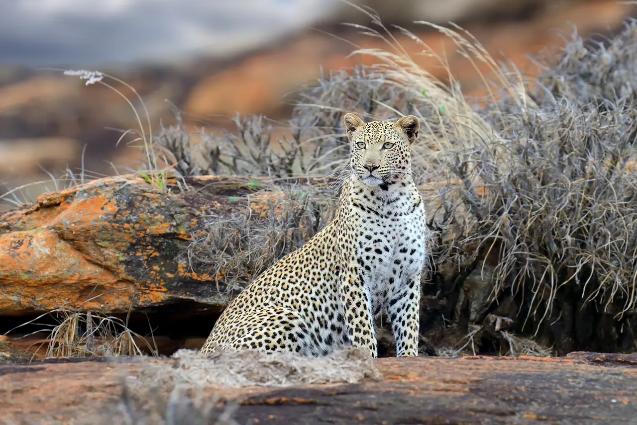 Safari de 6 jours : Amboseli, Tsavo et Mombasa