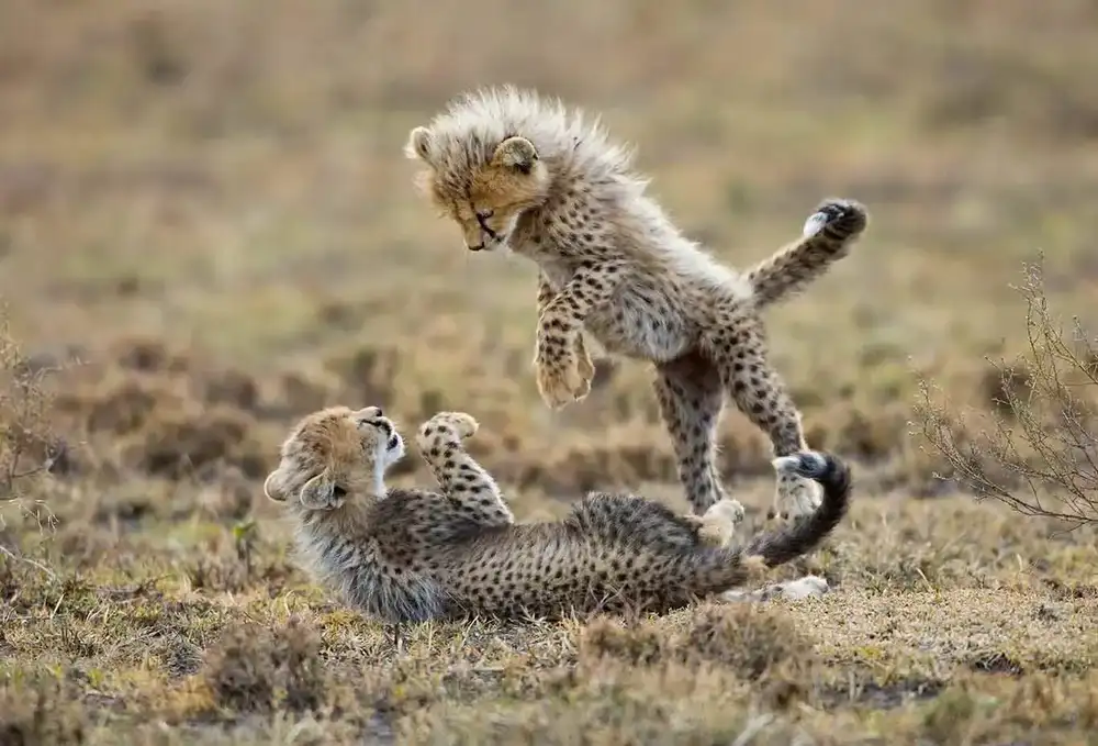 Ngorongoro Crater