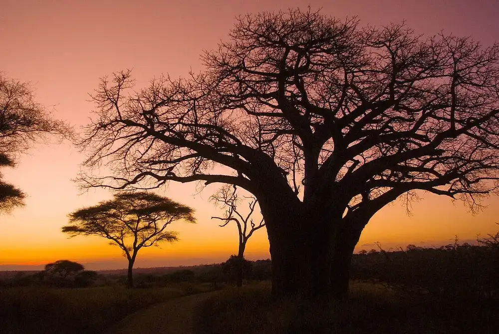 Tarangire National Park