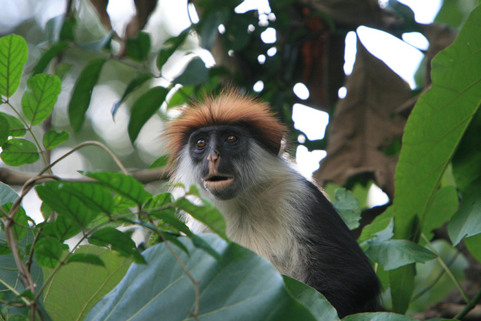 Uduzungwa National Park