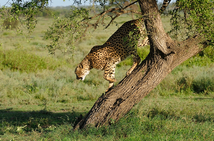 19 Days Mount Meru, Kilimanjaro Climb and Safari