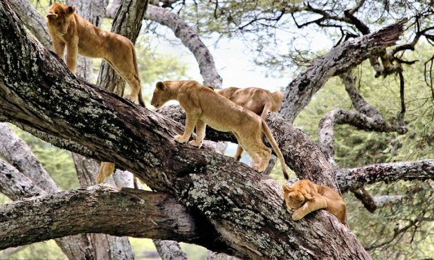 5 Days Safari and 7 Day Machame Climb