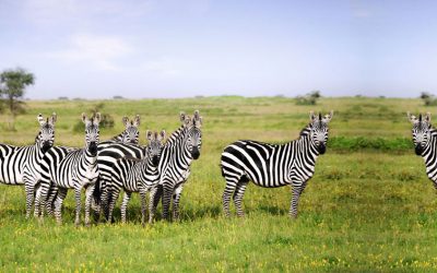 Katavi National Park