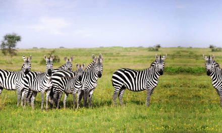 Katavi National Park