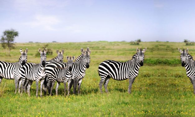 Katavi National Park