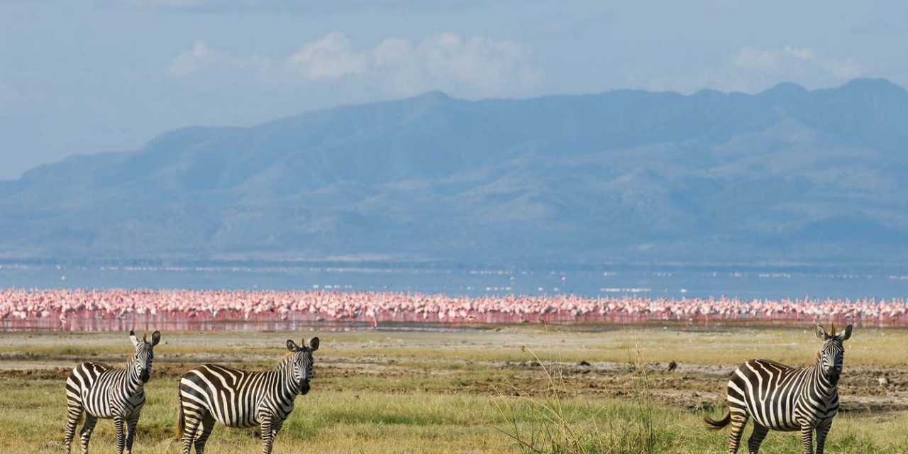 Day Trip to Lake Manyara National Park