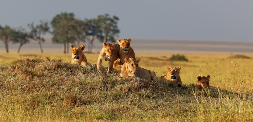 7 Day Safari in Masai Mara and Lake Nakuru