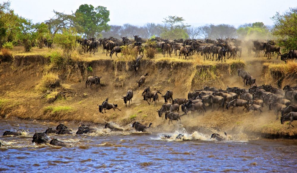 wildebeest migration crosing mara river at serengeti Tanzania.