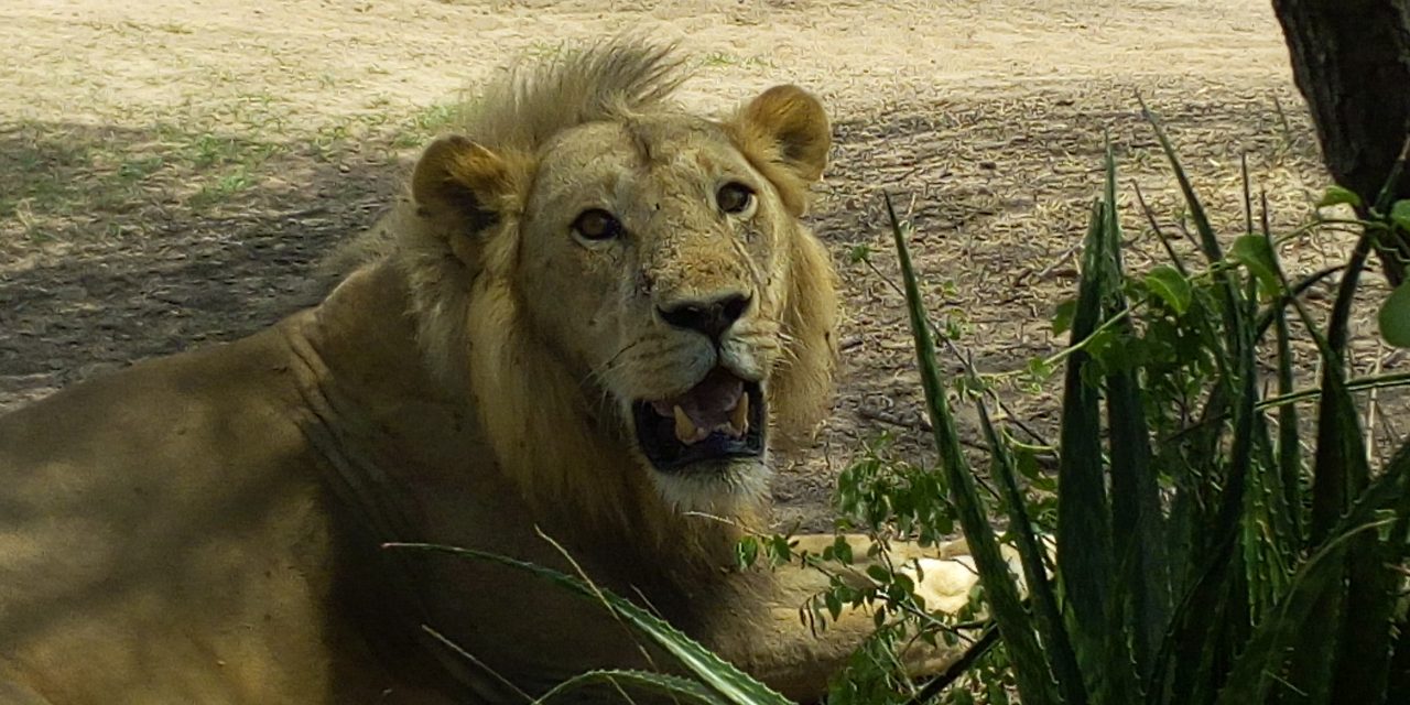 3 Days Tarangire -Ngororngoro Crater