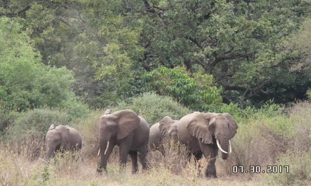 2 Days Camping Safari Tarangire National Park/Daily Joining Group