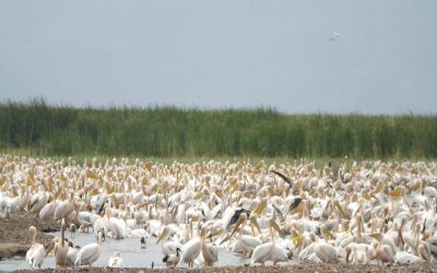 Lake Manyara National Park