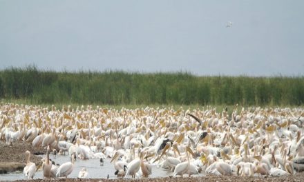 Lake Manyara National Park