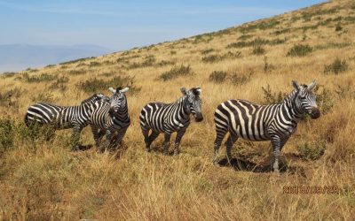 Saanane National Park