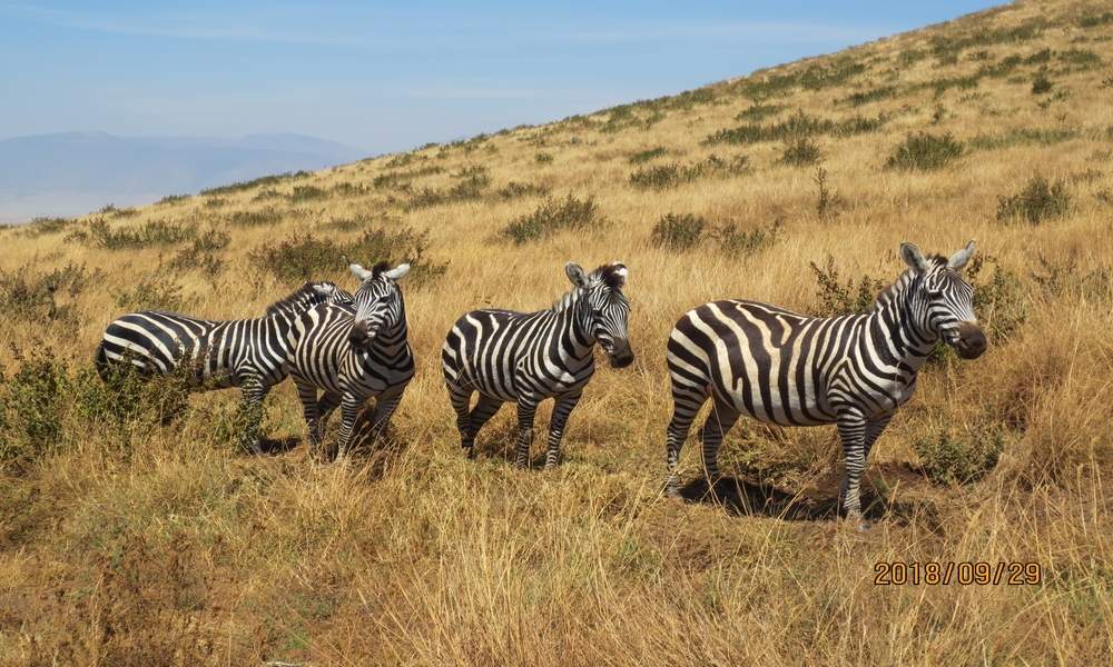 Saanane National Park  