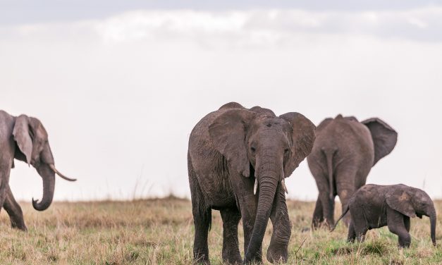 Tanzania Luxury Safari Tarangire and Manyara