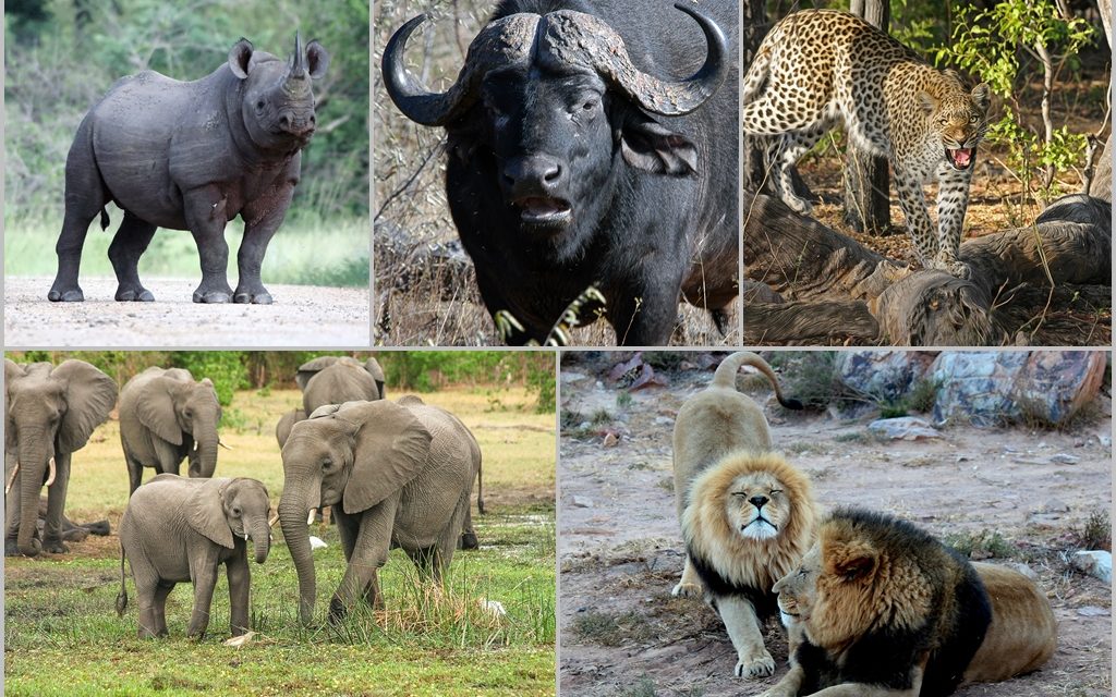 5-Day Big 5 Serengeti Tanzania Safari
