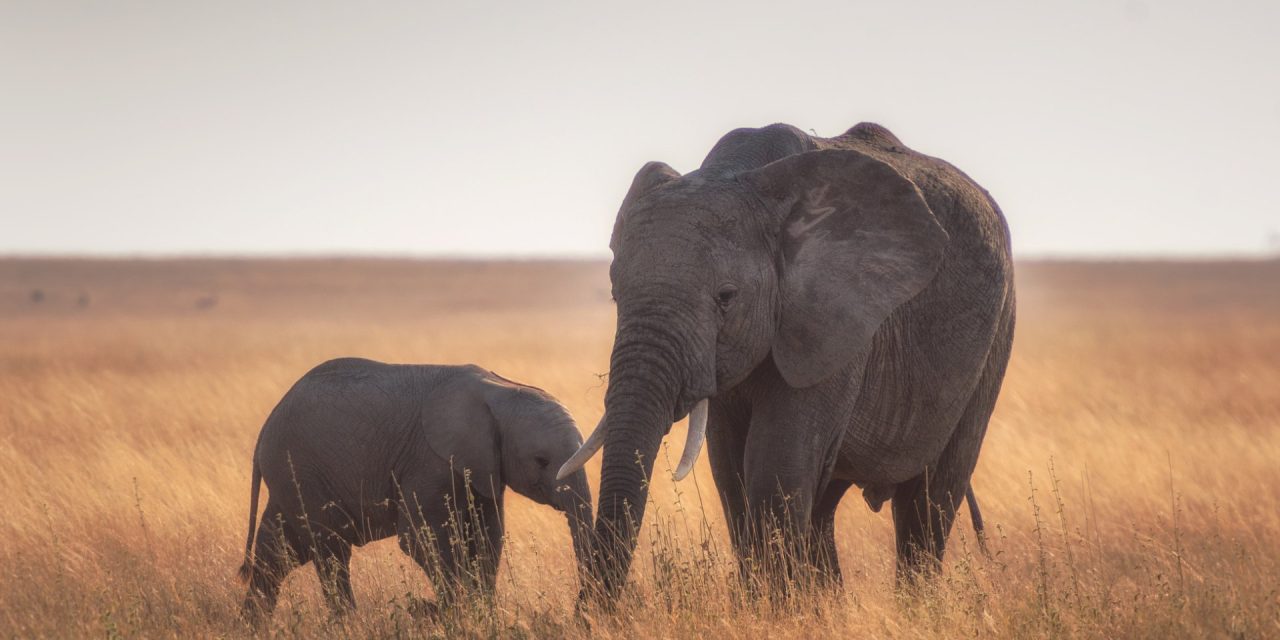 8 Day Adventure in Serengeti-Ngorongoro