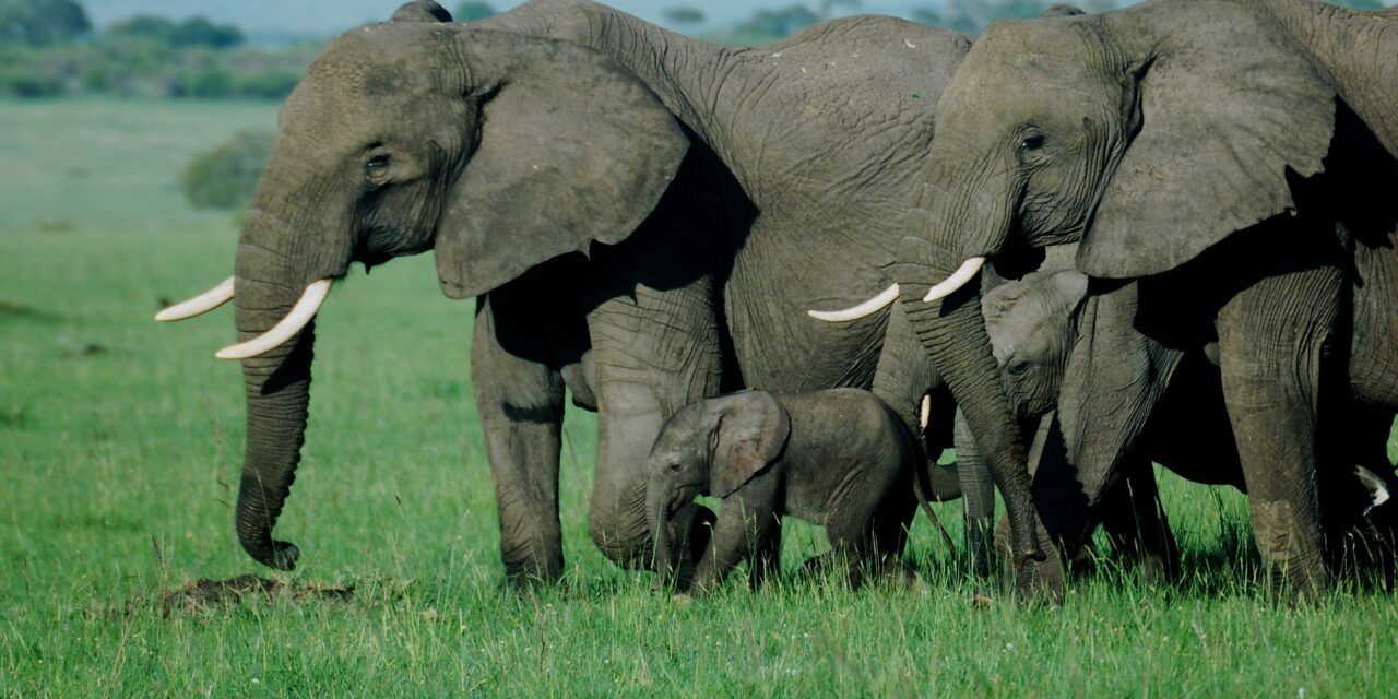 Day Trip to Tarangire National Park