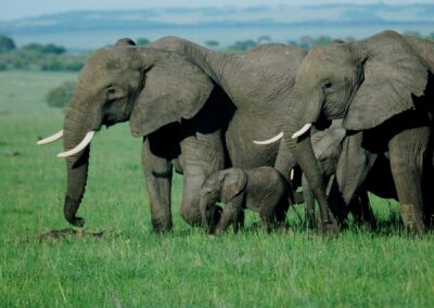 Elephant in Tarangire National Park