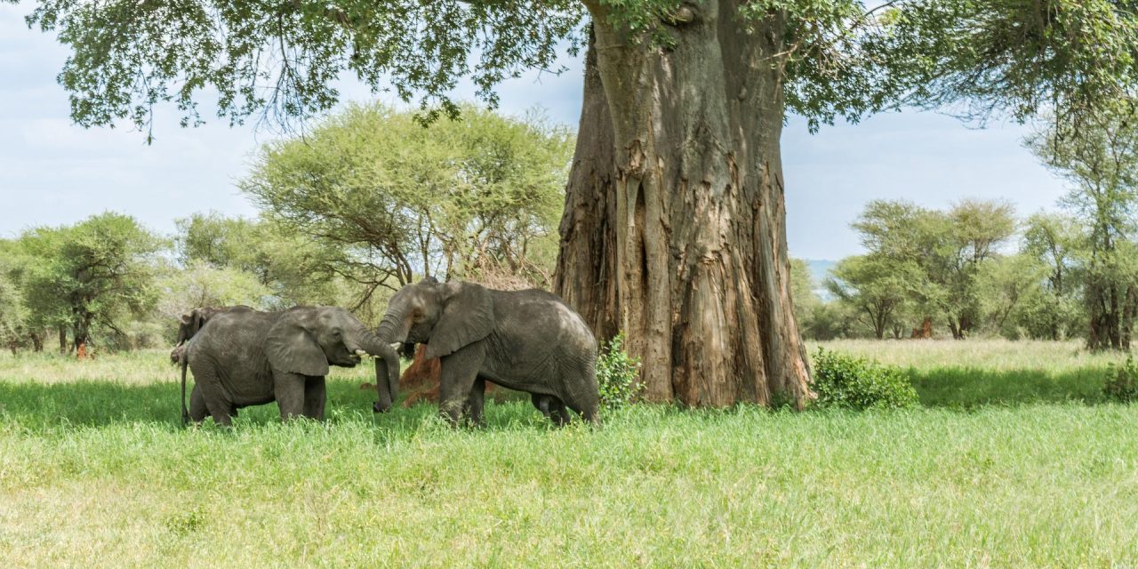 3-Day Tarangire, Lake Manyara and Ngorongoro Camping Safari