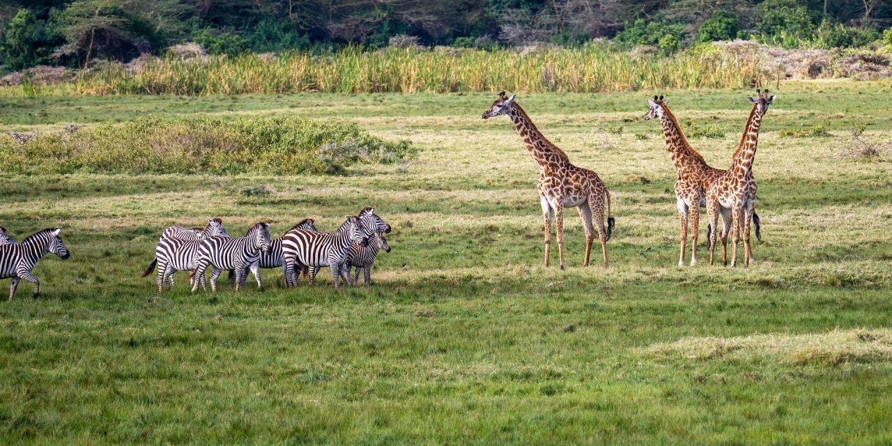 1 Day Safari to Arusha National Park