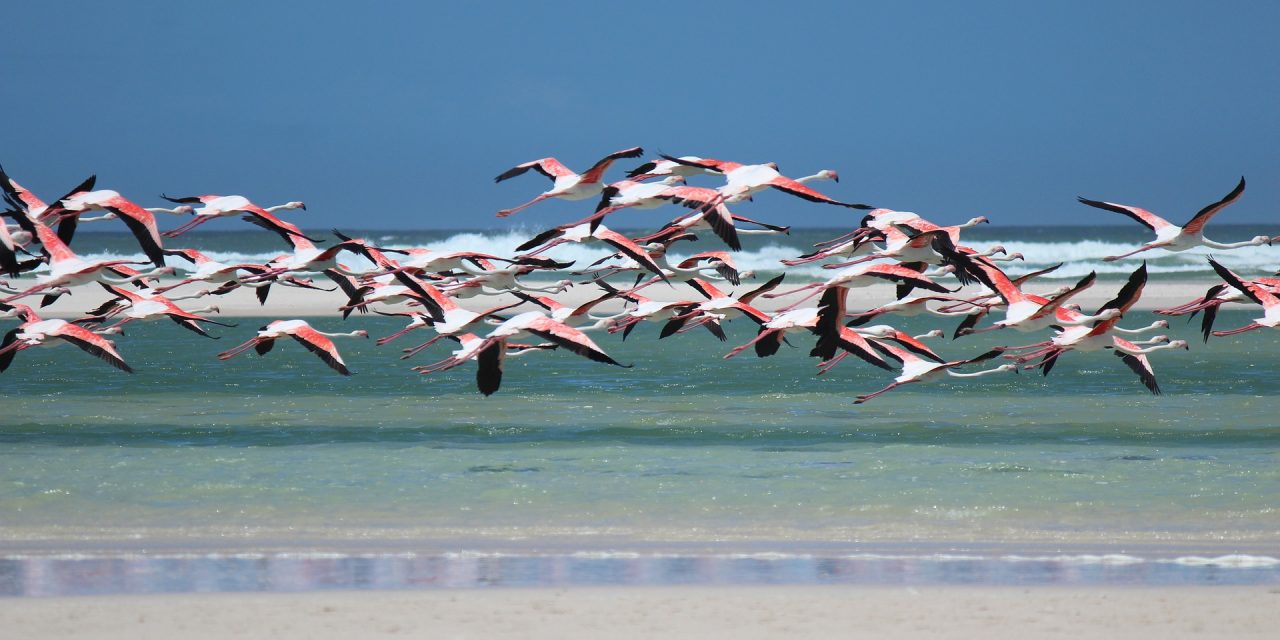 Best Time To Visit Lake Natron