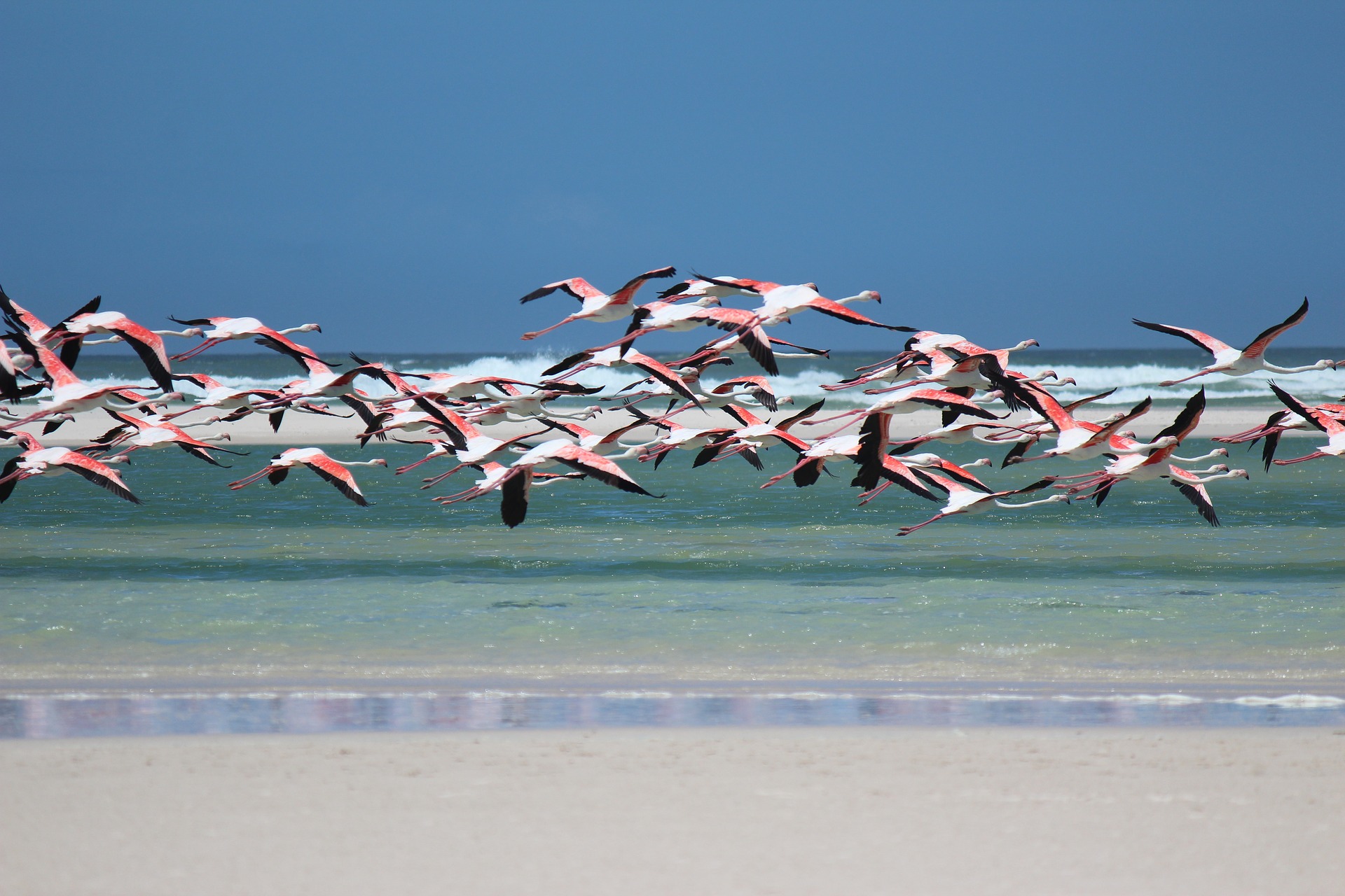 Lake Natron Flamingoes in Tanzania