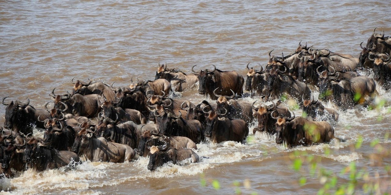 9 Day Serengeti Wildebeest Migration Safari