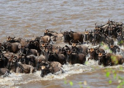 Mara River Crossing Wildebeest Migration