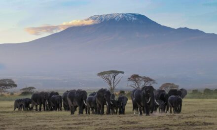Mount Kilimanjaro National Park