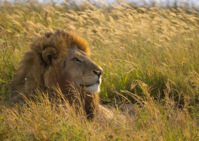 Serengeti National park the king of jungle