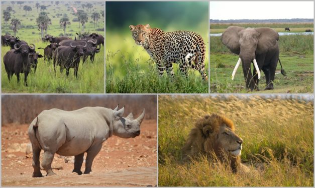 4 Days Big Five Serengeti Safari