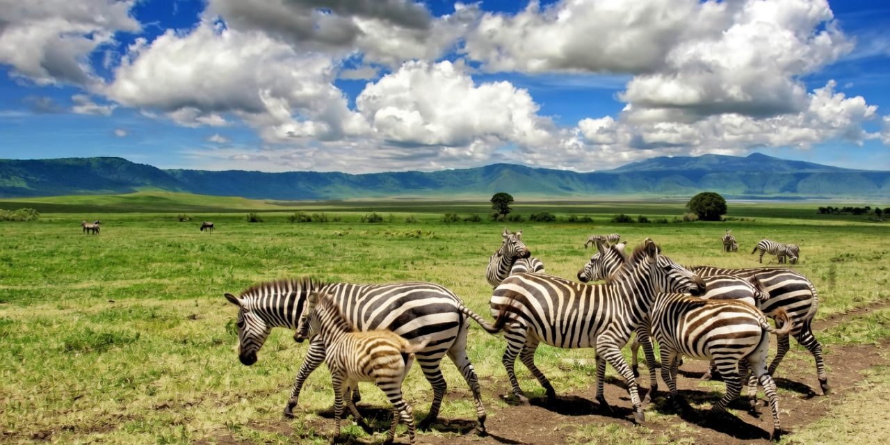 18 Days kilimanjaro Climb Safari and Zanzibar