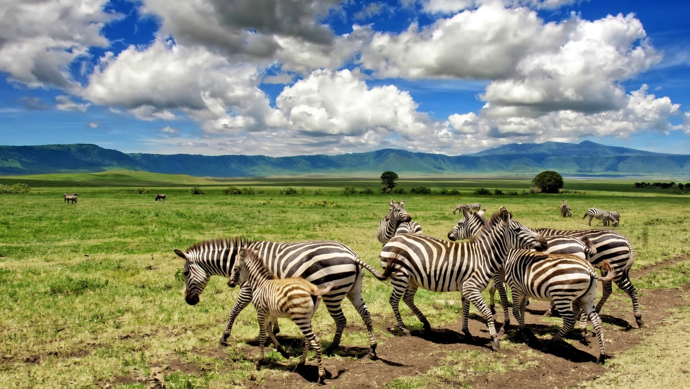 Zebra in Ngorongoro crater