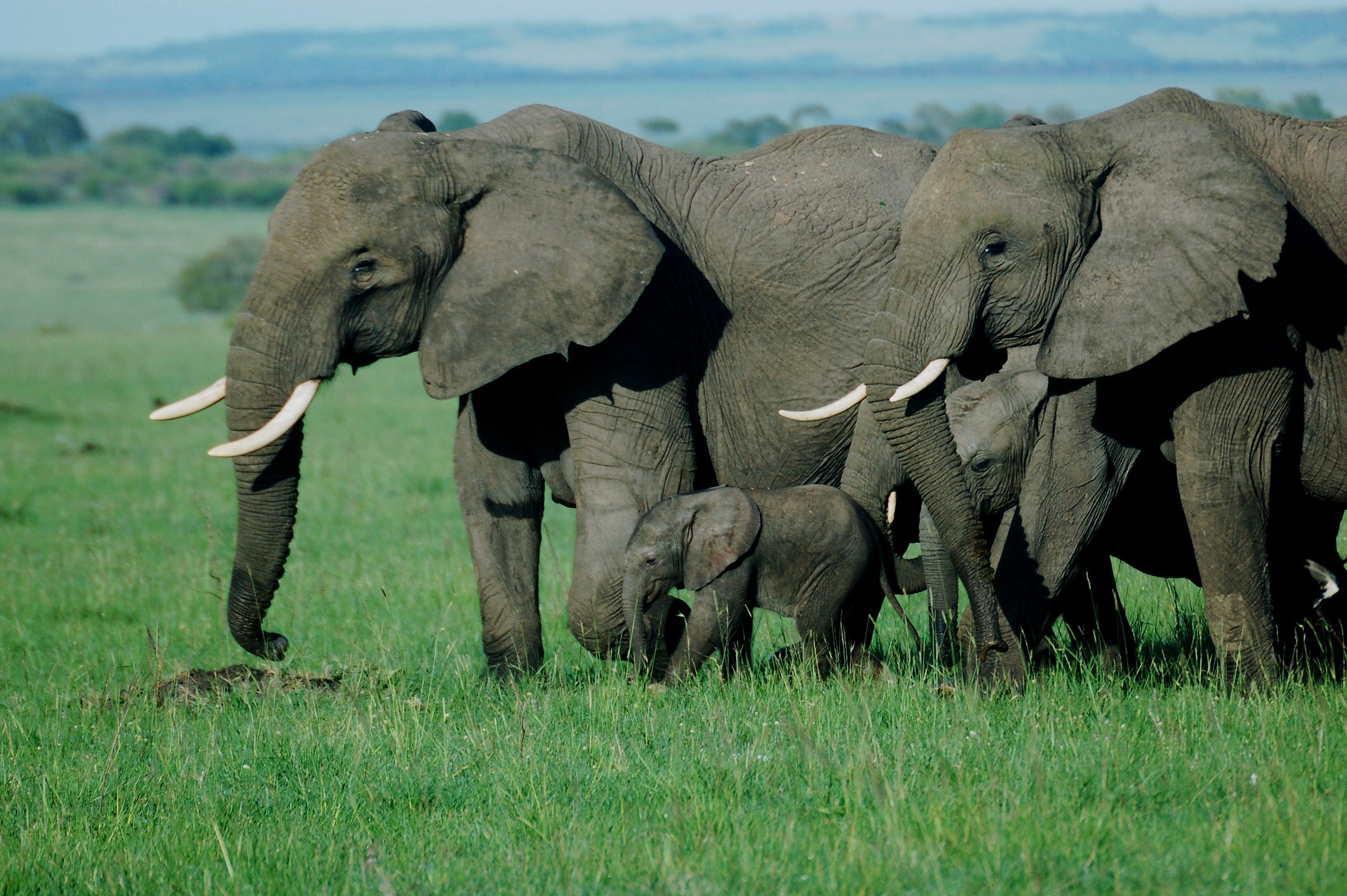 Elephat at Masai Mara