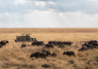 Buffaloes Heard in Serengeti National Park Tanzania