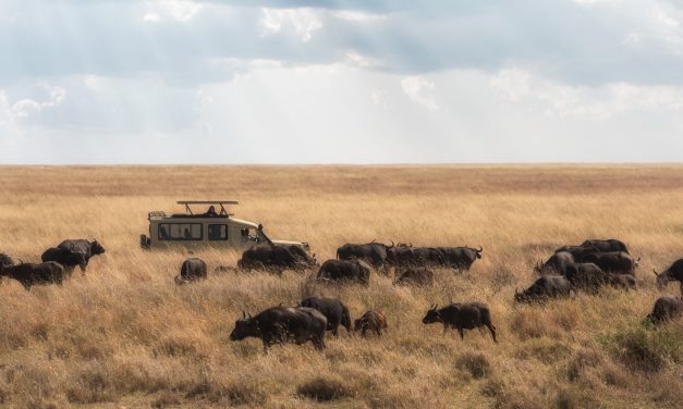 4 Days Safari to Serengeti and Ngorongoro