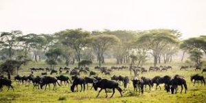The great migration in Serengeti National Park