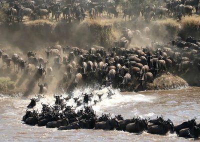 The Greate Migration on the Earth the Serengeti National Park