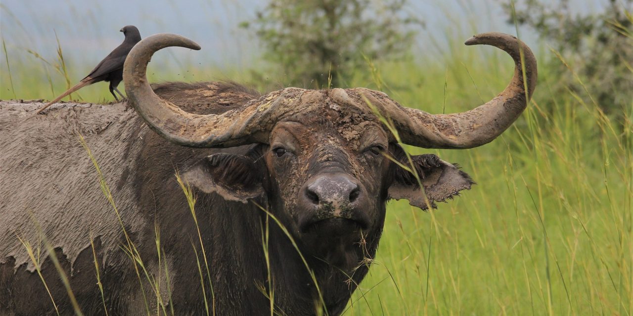 6-Day Serengeti Tanzania Safari