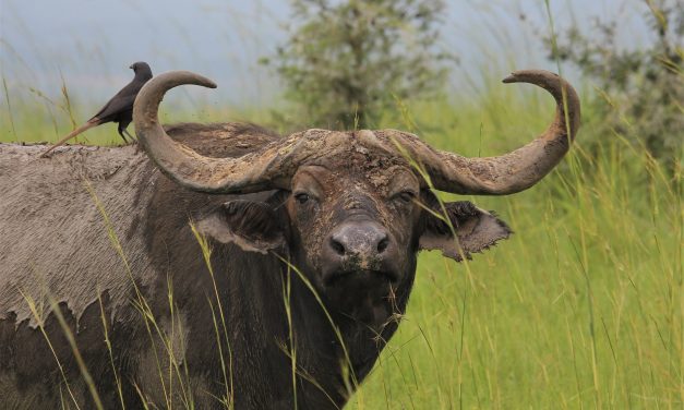 6-Day Serengeti Tanzania Safari