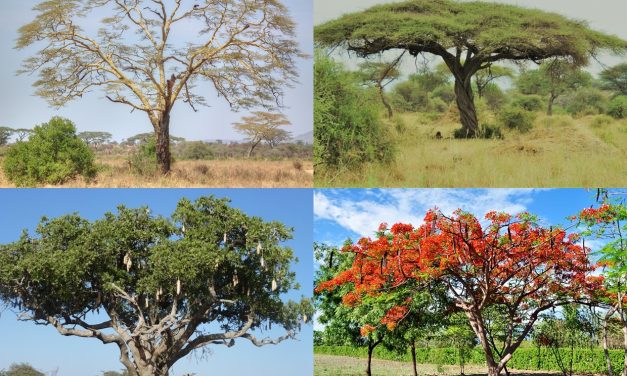 Tanzania Trees You May Frequently See While on Safari