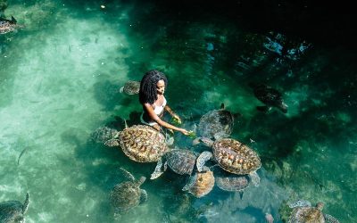 Swimming with Turtles