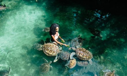 Swimming with Turtles
